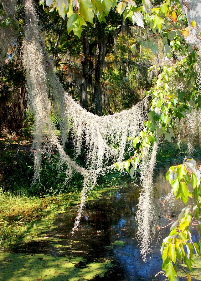 Spanish Moss over the Swamp Photograph by Carol Groenen