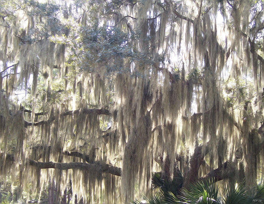 Spanish Moss Photograph by Phil Perkins