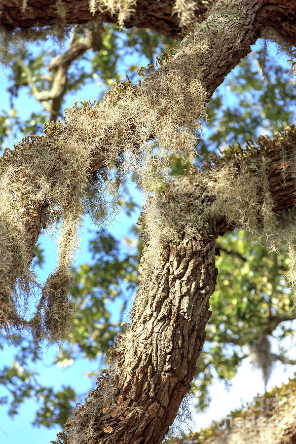 Spanish Moss Profile at Little River Photograph by John Rizzuto