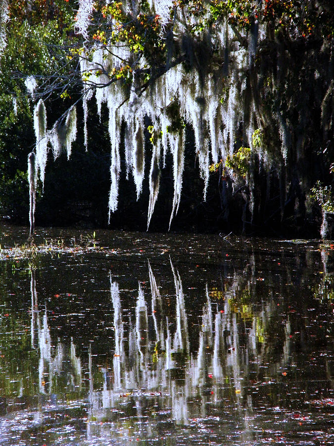 Spanish Moss Reflection Photograph by Rose  Hill