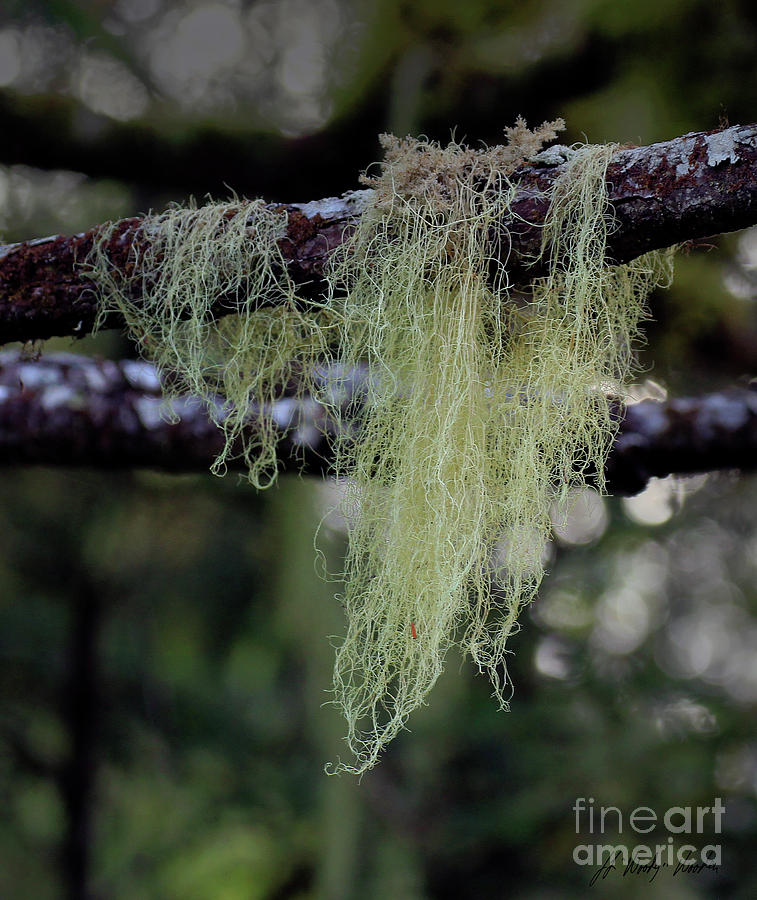Spanish Moss-Signed-#9513 Photograph by J L Woody Wooden