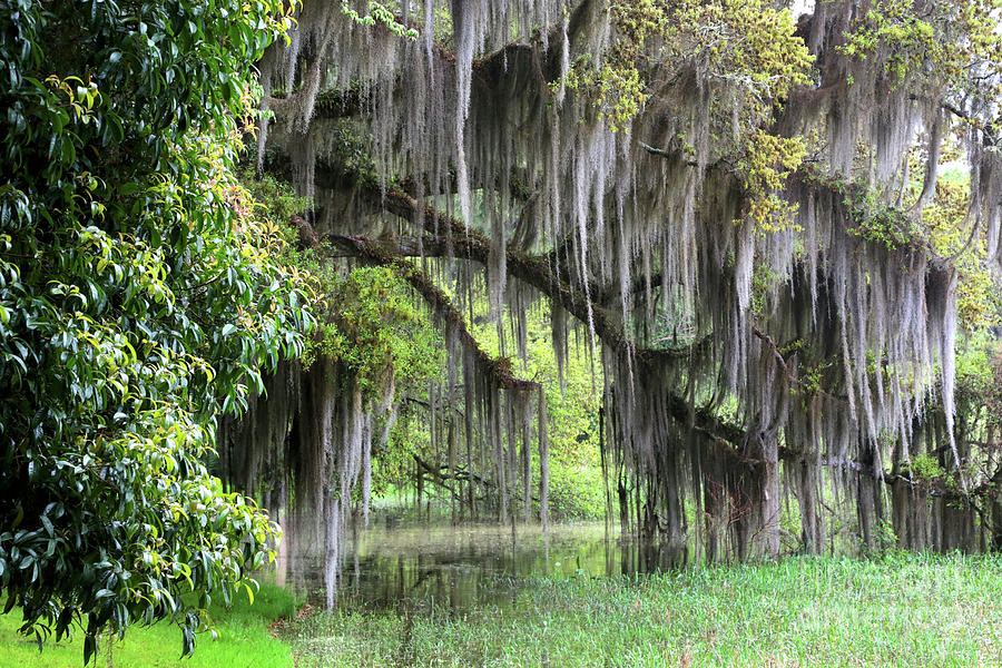 Spanish Moss Tree in Tallahassee Photograph by Carol Groenen