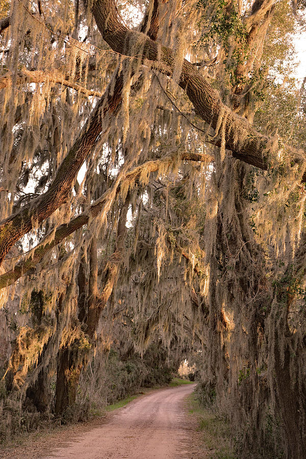 Spanish Moss Trees at Sunset Photograph by Jerry Griffin