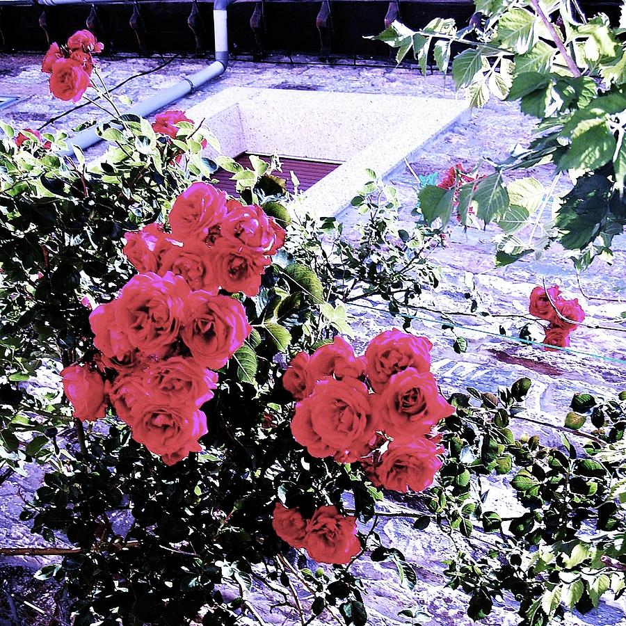 Spanish Roses Photograph by HweeYen Ong
