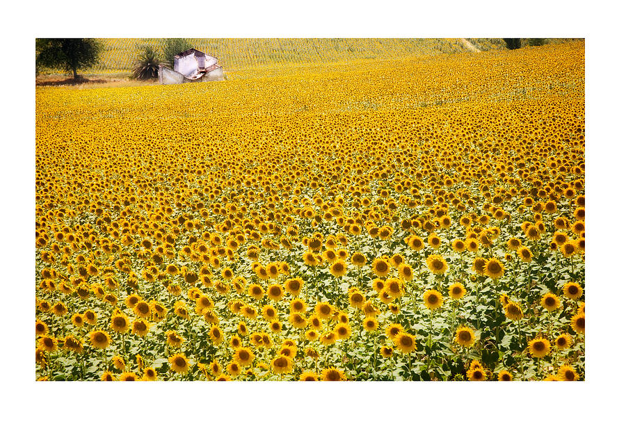 Spanish Sunflowers Photograph by Mal Bray