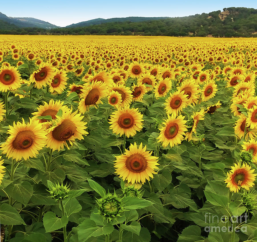 spanish-sunflowers-photograph-by-vanda-hughes-fine-art-america