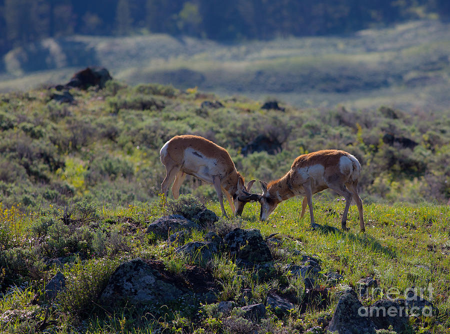 Sparring Pronghorn Antelope 3 Photograph by Natural Focal Point Photography