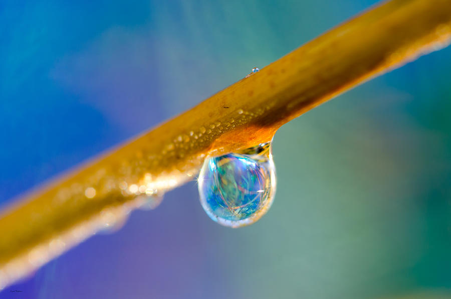 Sparkle Raindrop Photograph by Crystal Wightman
