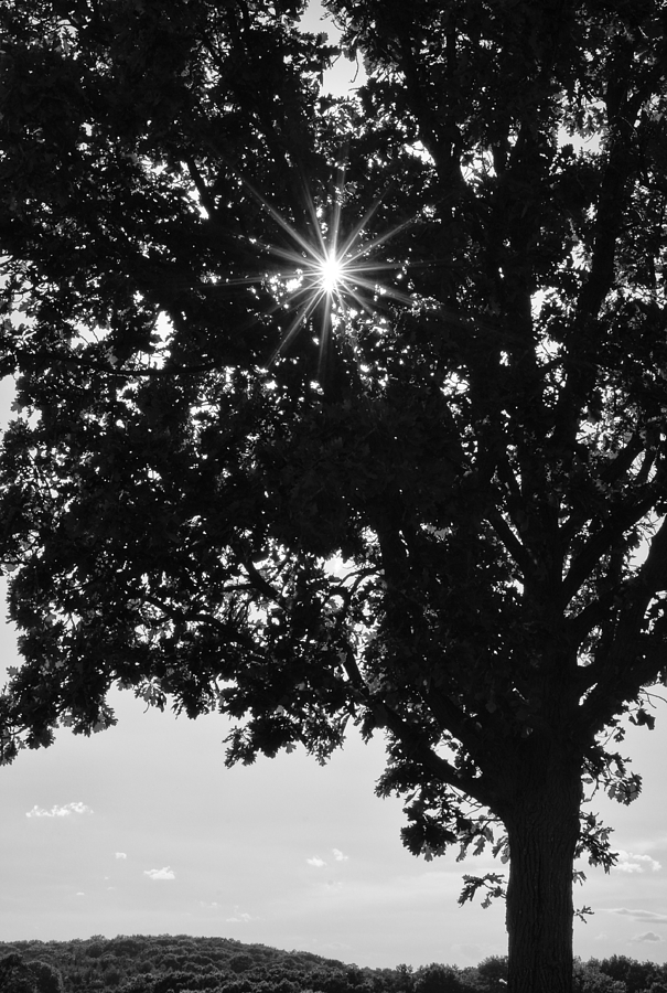 Black And White Photograph - Sparkle Through the Treetops by Christi Kraft