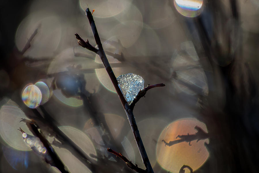 Sparkle Photograph by Tim Beebe