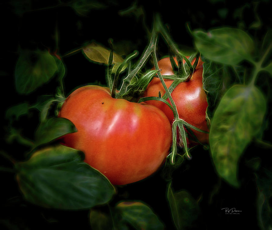 Sparkle Tomatoe Photograph by Bill Posner