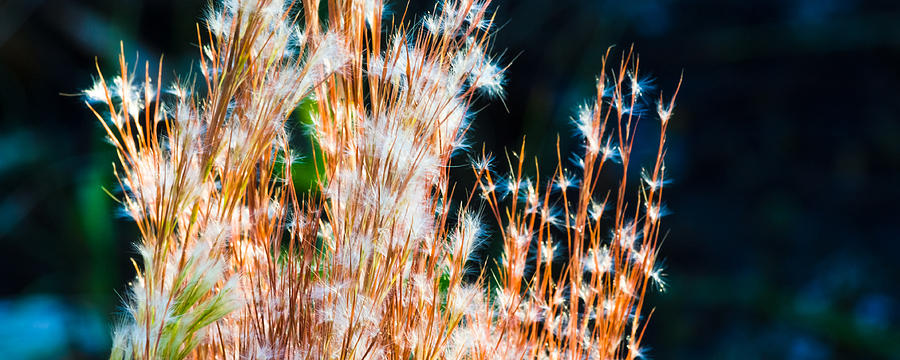 Sparklers in the Wetlands Photograph by Ed Gleichman