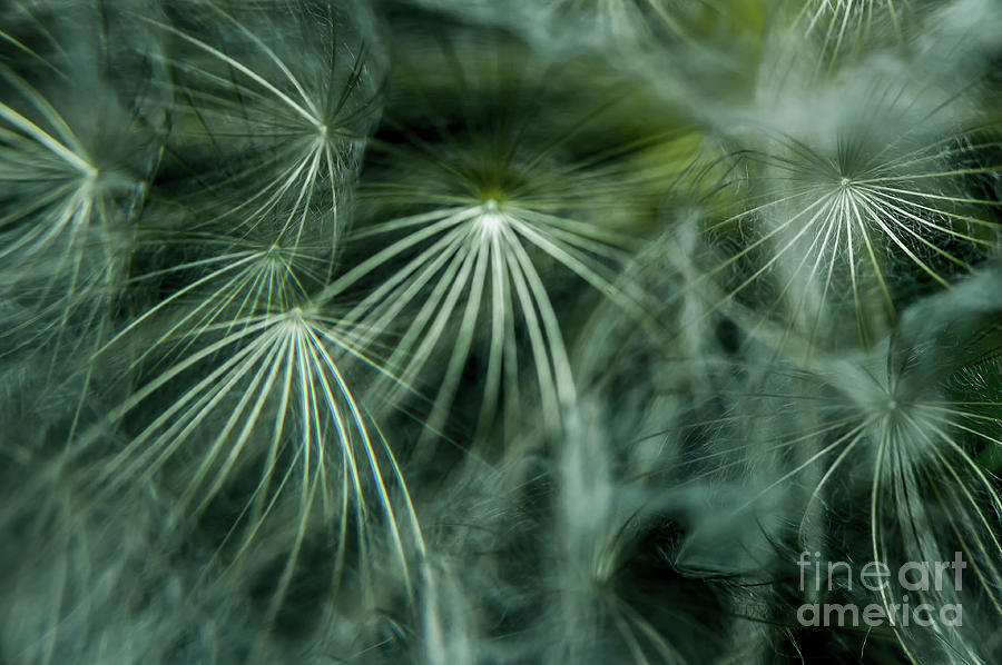 Sparkles Dandelions Photograph by Iris Greenwell