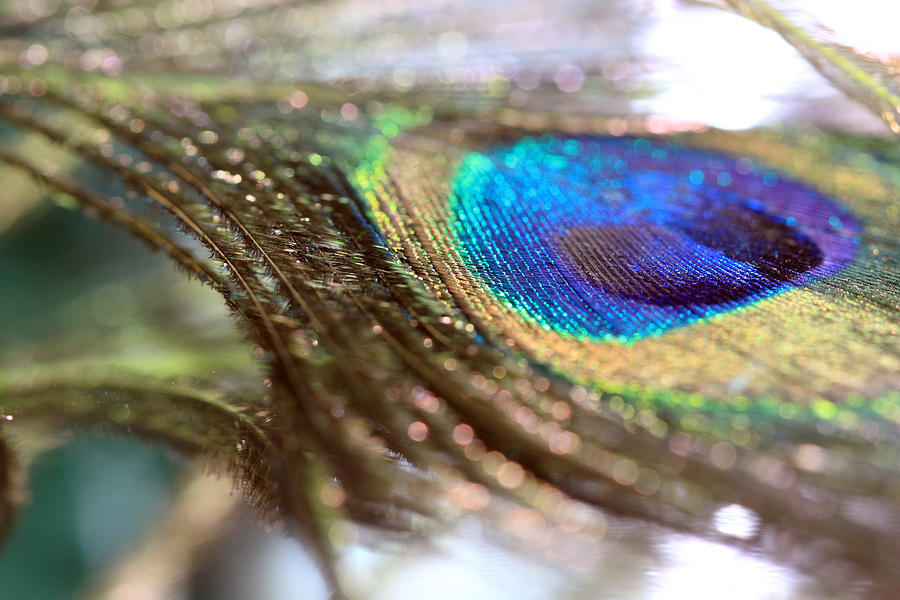 Sparkles on a Feather Photograph by Angela Murdock