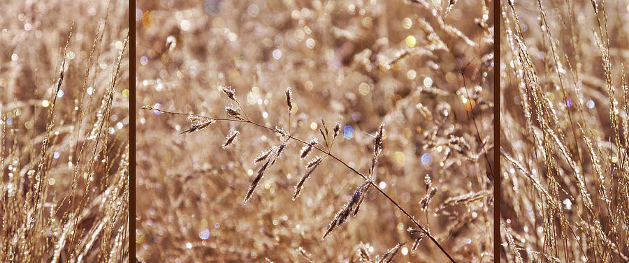 Sparkling Autumn Grasses Photograph by Leda Robertson
