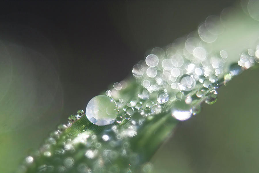 Sparkling Dew Photograph by Elliot Stombaugh - Pixels