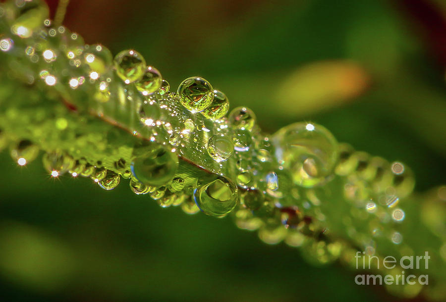Sparkling Dew Photograph by Tom Claud
