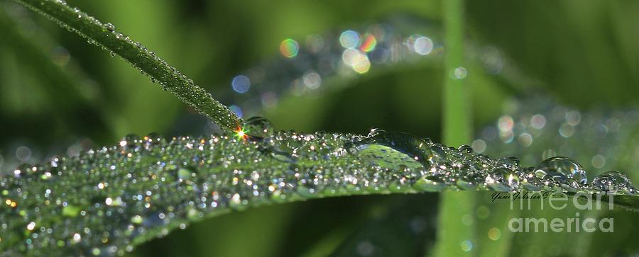 Sparkling droplets Photograph by Yumi Johnson