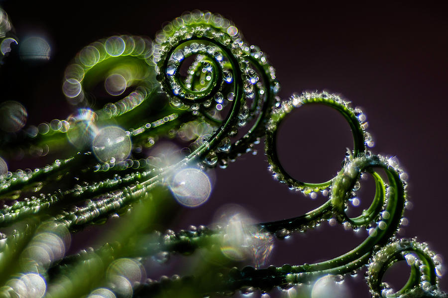 Sparkling drops Photograph by Wolfgang Stocker