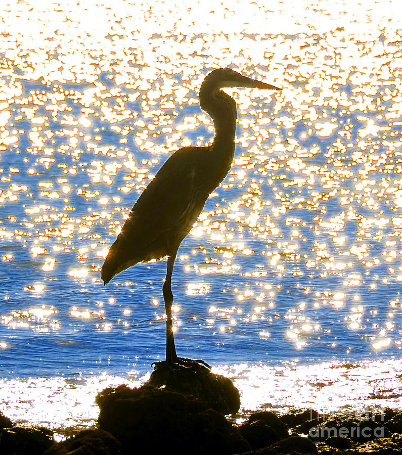 Sparkling Egret Photograph by David Lee Thompson
