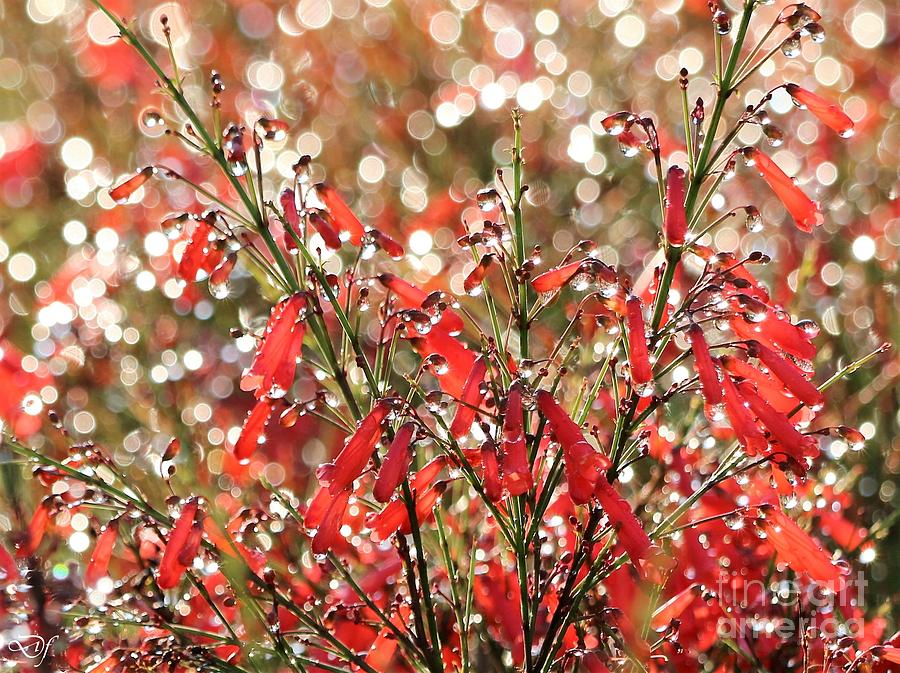 Sparkling Fire and Ice Firework Flowers Photograph by Diann Fisher