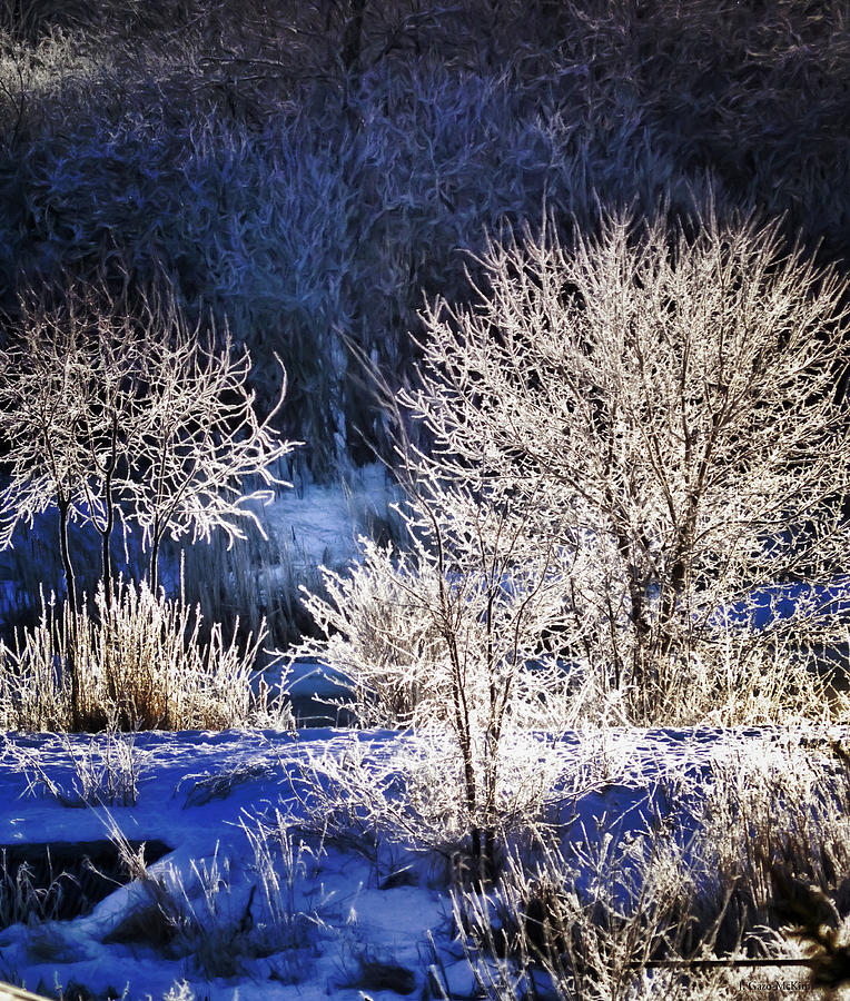 Sparkling Frost Photograph by Jo-Anne Gazo-McKim
