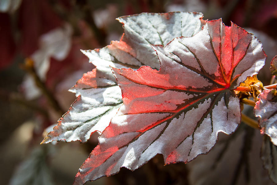 Sparkling Leaves Digital Art by Revel Photo - Pixels