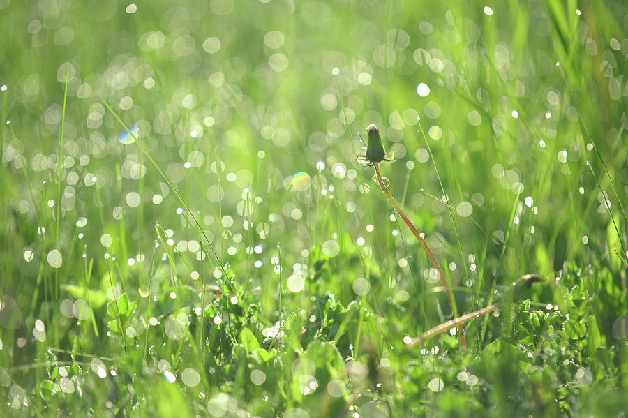 Sparkling Morning. Green World Photograph by Jenny Rainbow