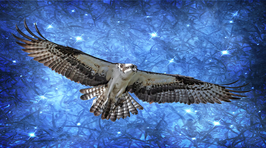 Sparkling Osprey Photograph by Wes and Dotty Weber