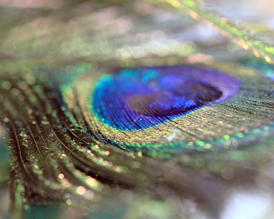 Sparkling Peacock Feather Photograph by Angela Murdock
