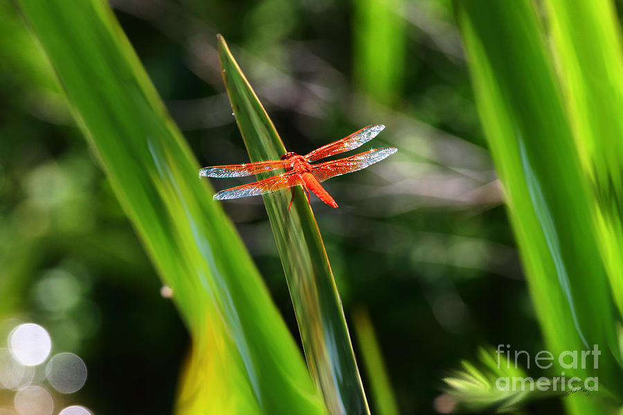 Sparkling Red Dragonfly Digital Art by Lisa Redfern