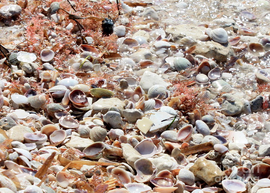 Shell Photograph - Sparkling Shells by Carol Groenen