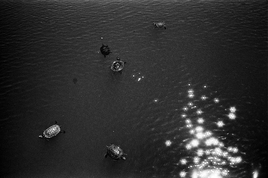 Central Park Photograph - Sparkling Turtle Pond by Dave Beckerman