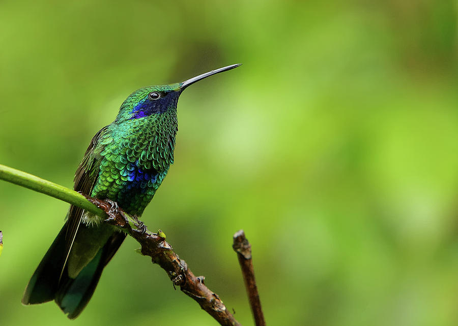 Sparkling Violetear humming bird Photograph by Alberto Audisio Sparkling Violetear humming bird Photograph by Alberto Audisio