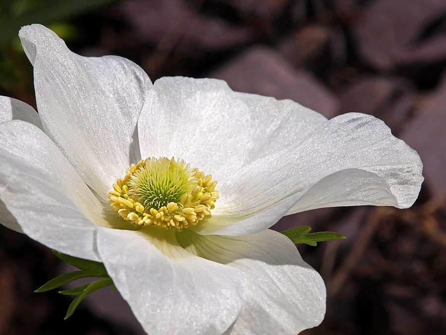 Nature Photograph - Sparkling White Anemone by Gill Billington