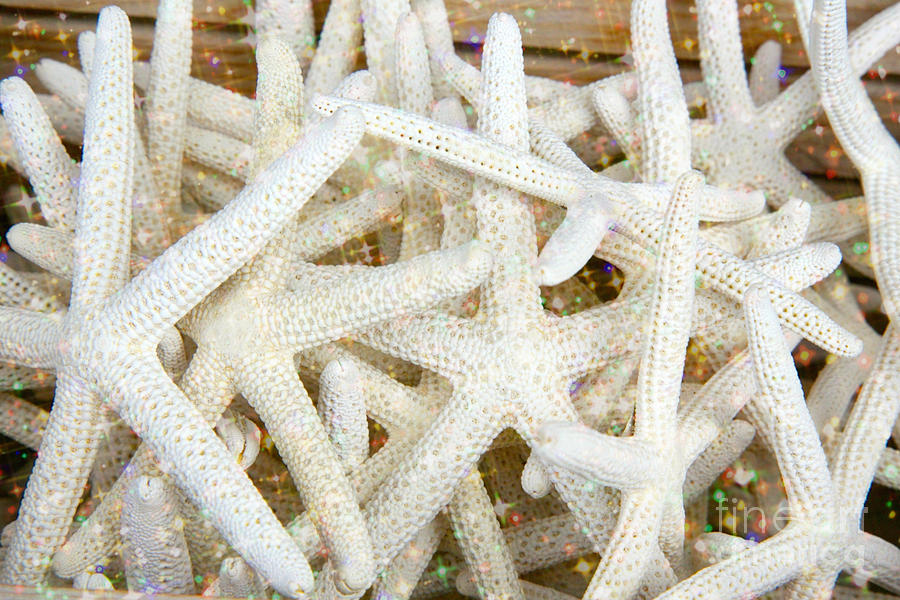 Sparkling White Starfish Photograph by Carol Groenen