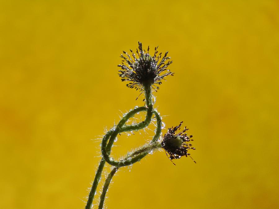 Sparkling Yellow Knotted Poppy Pods Photograph by Barbara St Jean