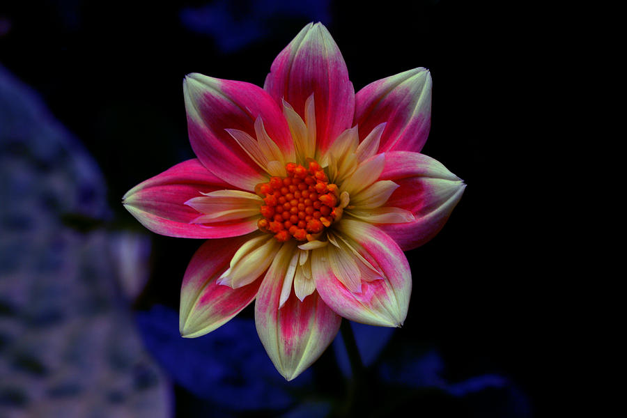 Flowers Still Life Photograph - Sparkly by Doug Norkum