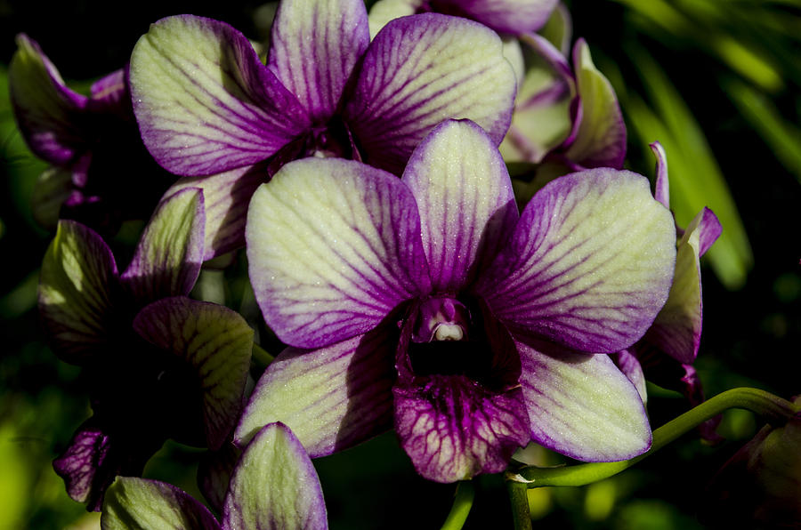 Sparkly Moth Orchid Photograph by Deborah Smolinske