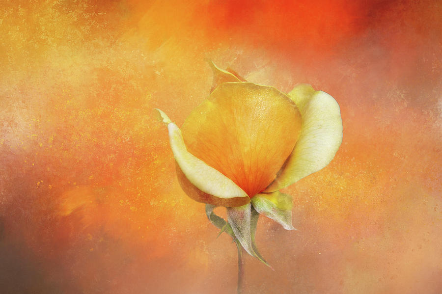Sparkly Peach Rose Digital Art by Terry Davis