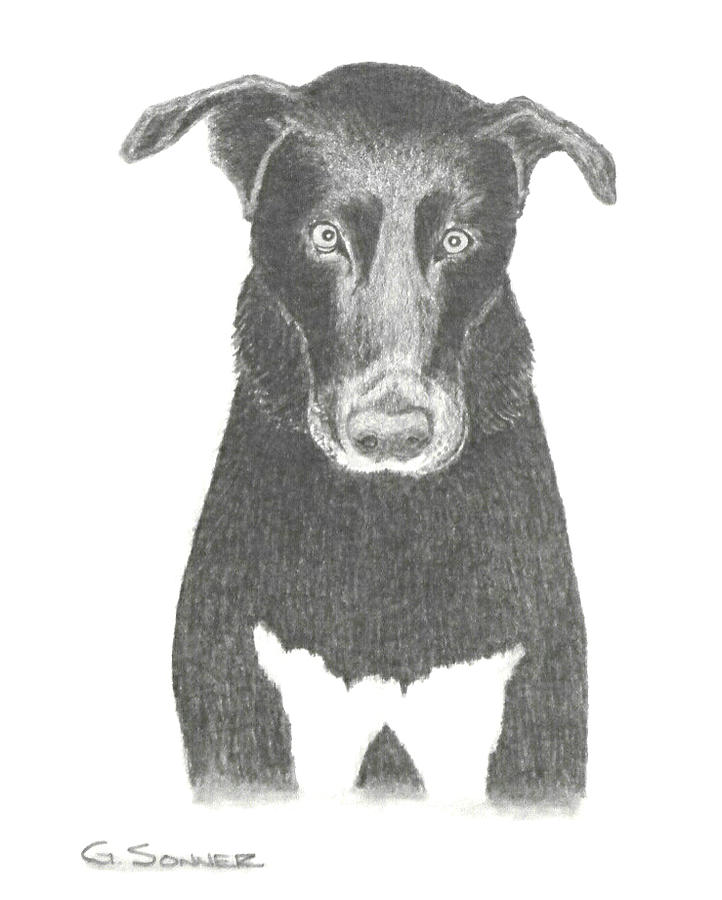 Sparky Drawing by George Sonner