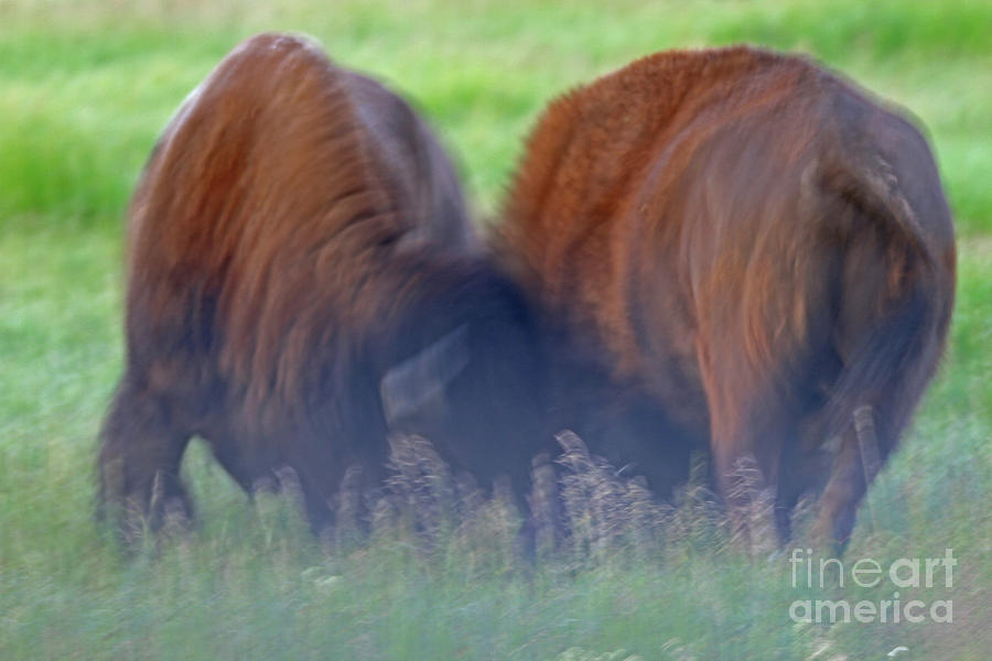Sparring bison Photograph by Edward R Wisell