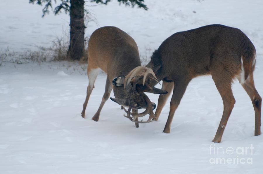 Sparring Bucks Photograph by Sandra Updyke