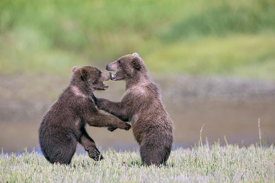 Sparring Cubs Photograph by Mark Harrington