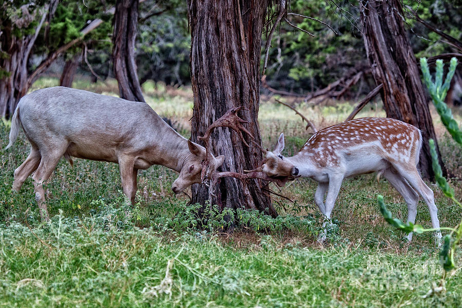 Sparring Deer Photograph by Douglas Barnard