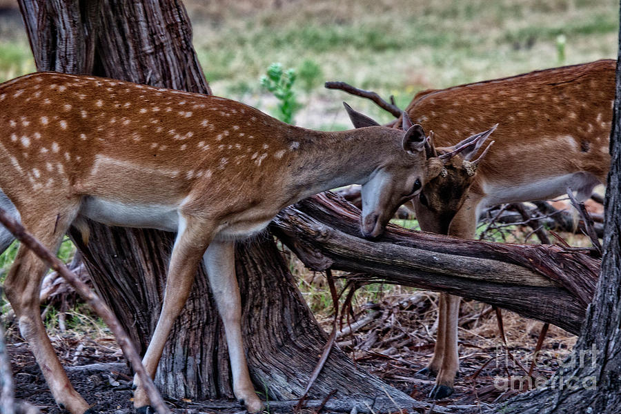 Sparring Deer V2 Photograph by Douglas Barnard