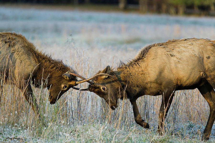 Sparring Elk Photograph by Fran Gallogly