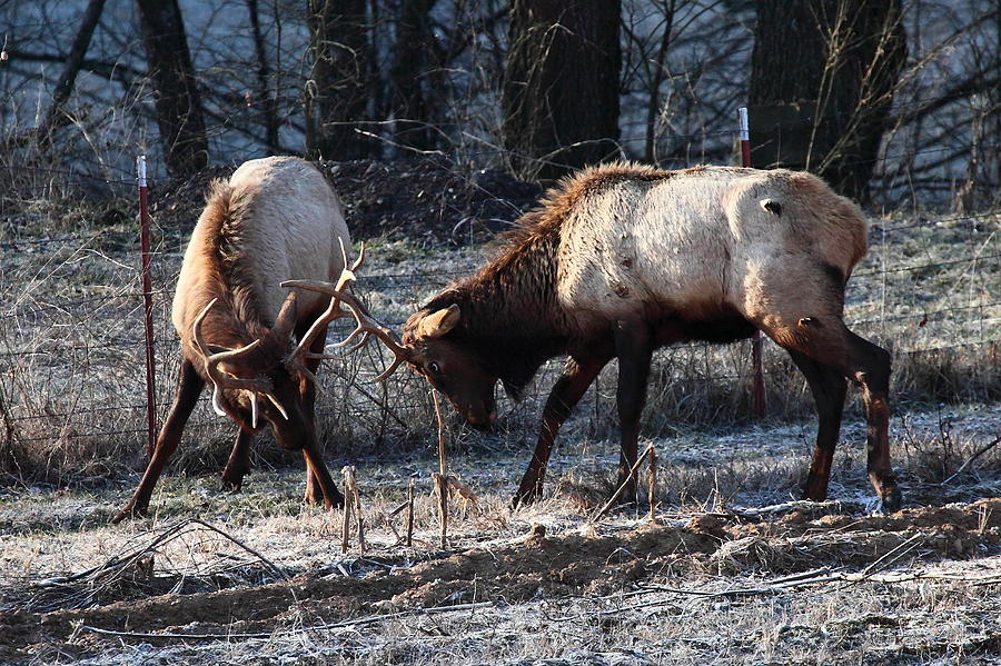 Sparring Elk in February Photograph by Michael Dougherty