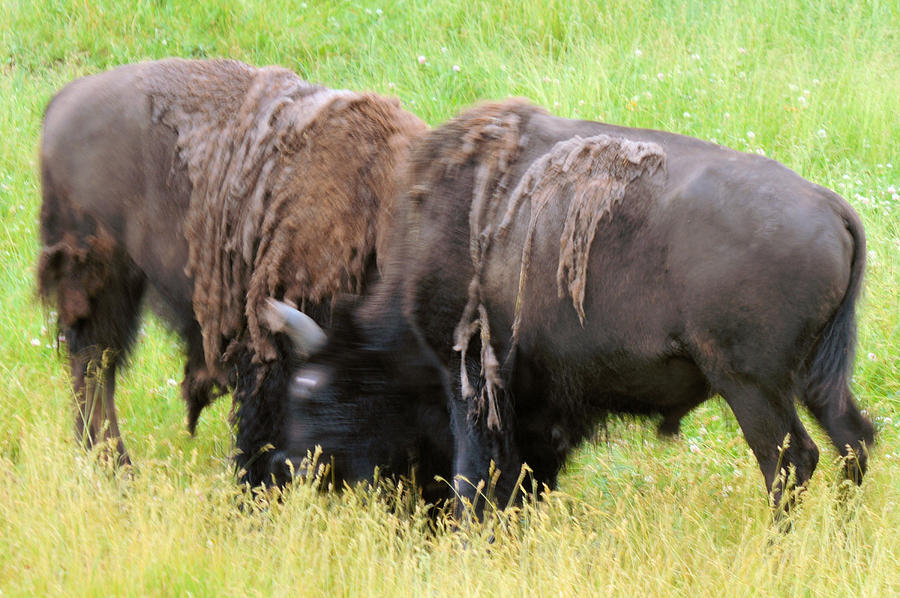 Yellowstone National Park Photograph - Sparring by Wendy Fox