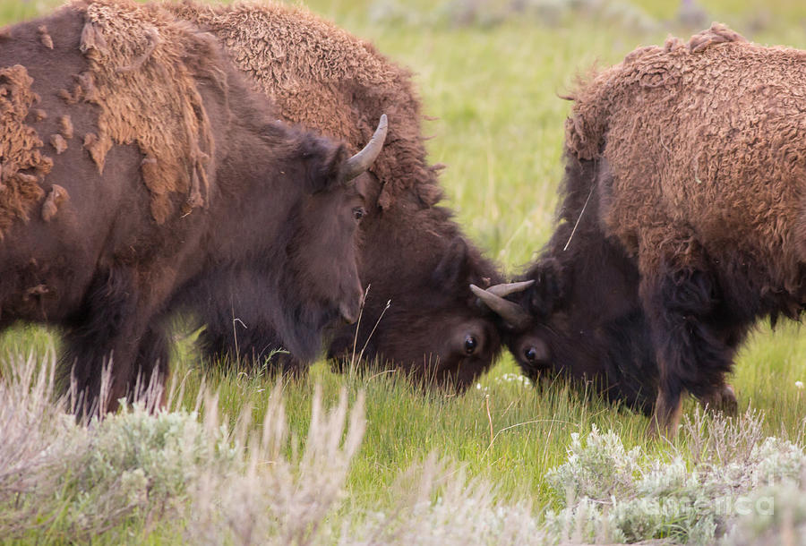 Sparring Yearling Bison Photograph by Natural Focal Point Photography